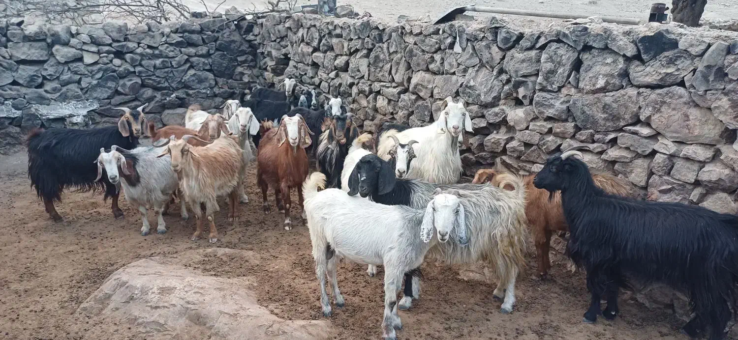 بزداشتی|حیوانات مزرعه|دهدشت, |دیوار