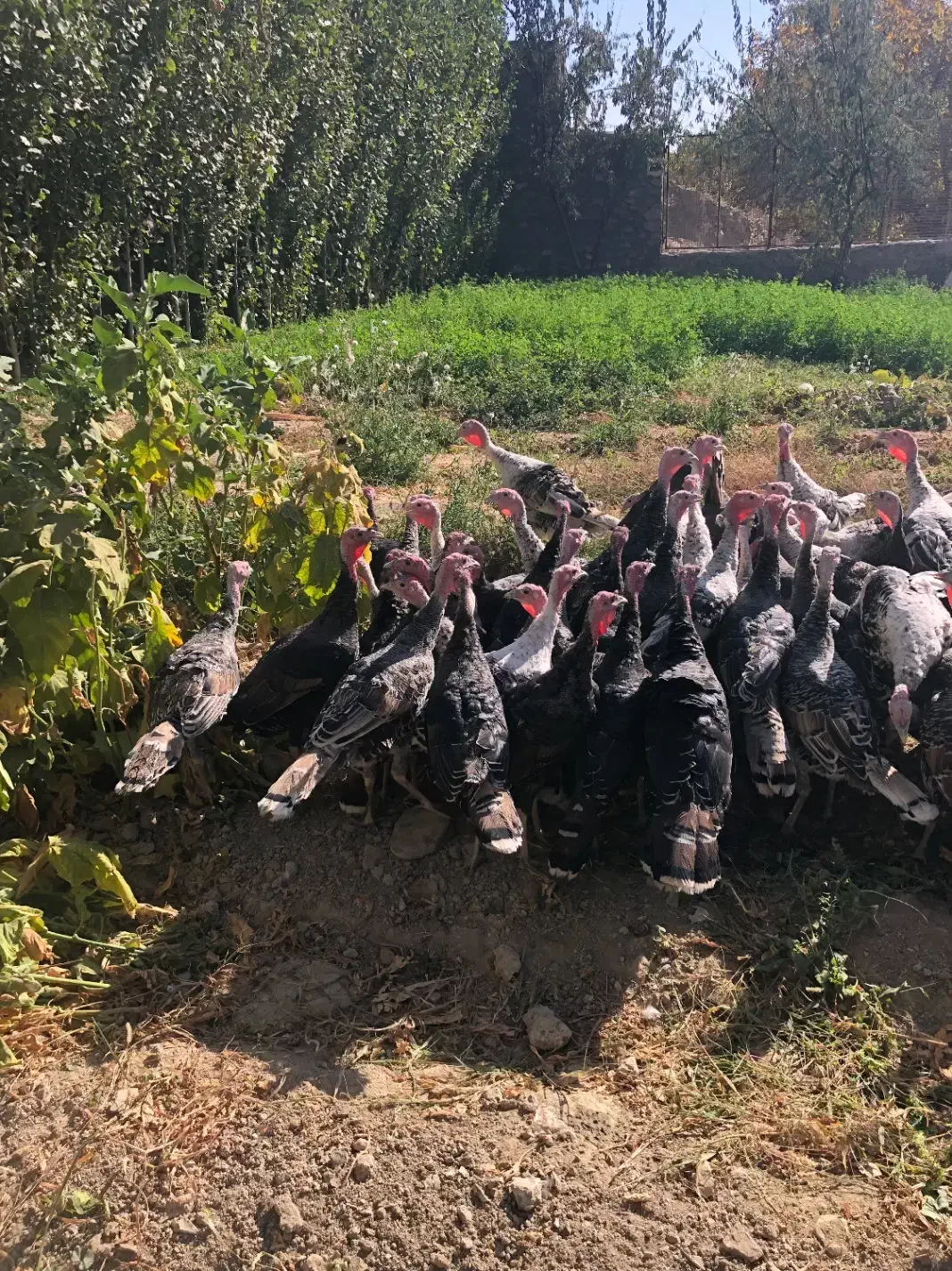 جوجه بوقلمون محلی باکیفیت عالی حدودا ۷ ماهه|حیوانات مزرعه|مشهد, آزادشهر|دیوار