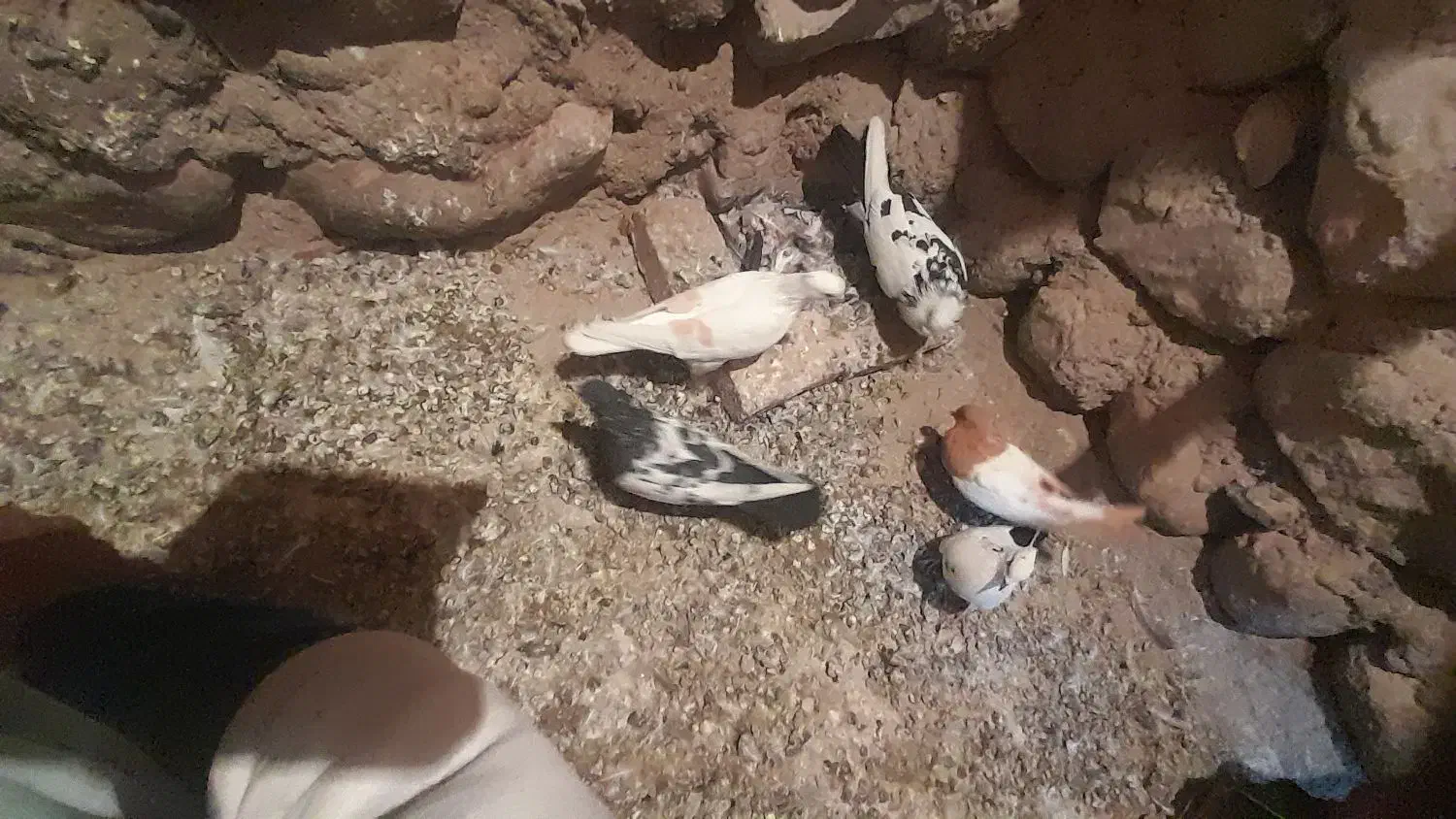 کبوتردمی وسینه ای وشونی|پرنده|بیرانوند, |دیوار