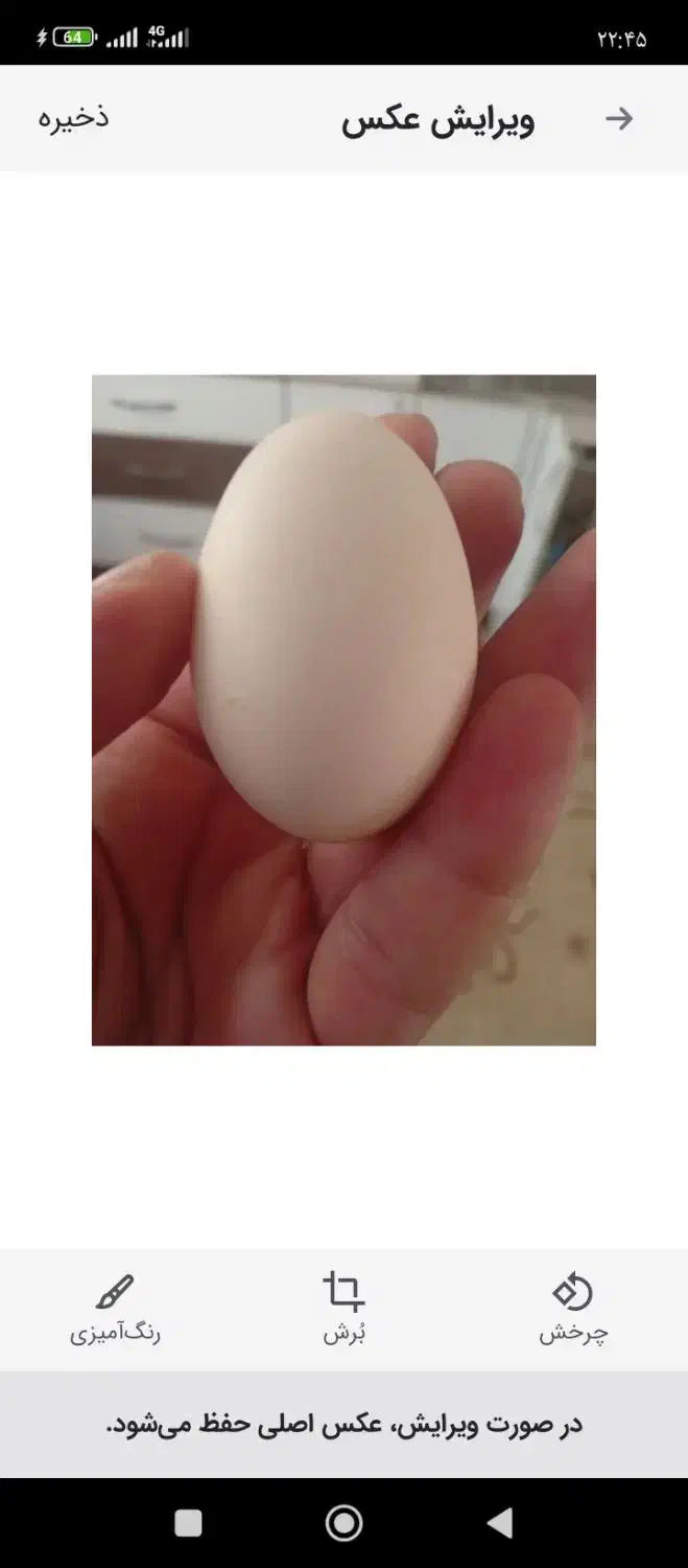 تخم مرغ محلی تازه ارگانیک|خوردنی و آشامیدنی|مشهد, جاهد شهر|دیوار