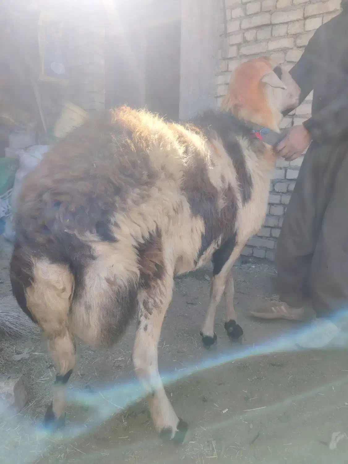 قوچ پلنگی|حیوانات مزرعه|شهرکرد, |دیوار