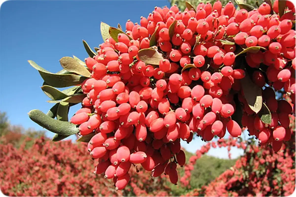 خرید شاخه زرشک|خدمات باغبانی و درختکاری|بیرجند, |دیوار