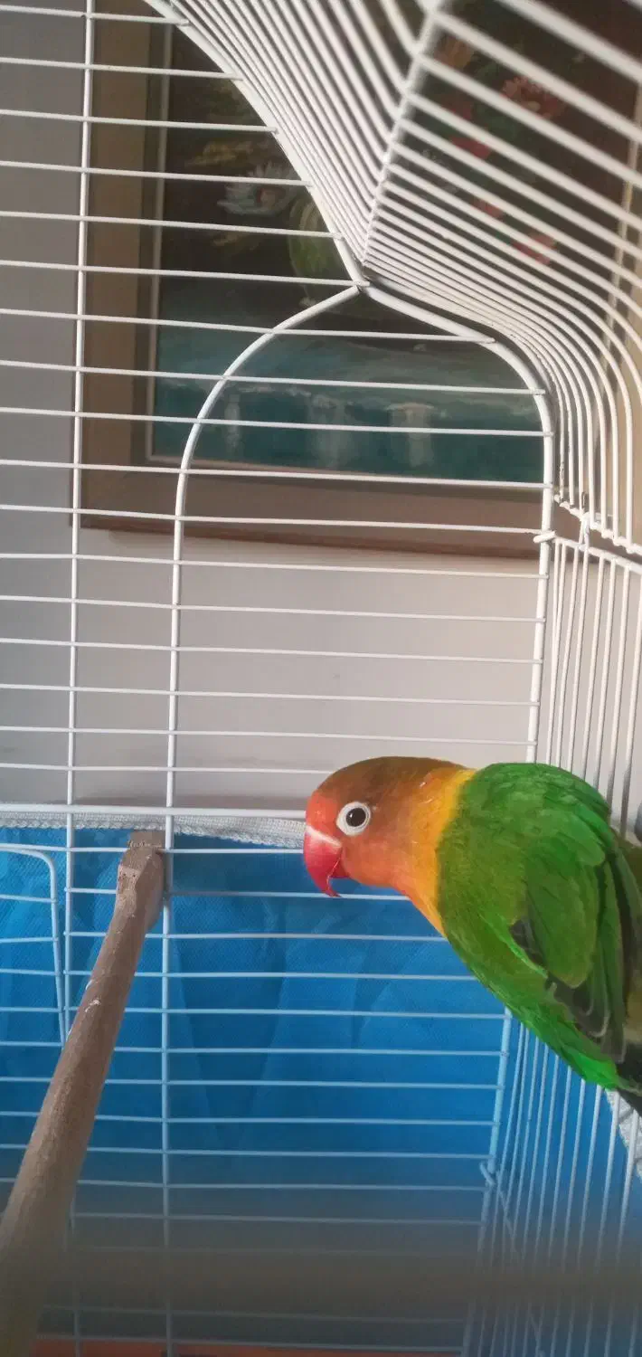 طوطی برزیلی|پرنده|مشکین‌دشت, |دیوار