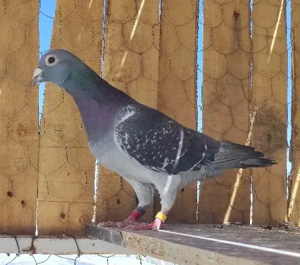 اردن خالص|پرنده|سربیشه, |دیوار