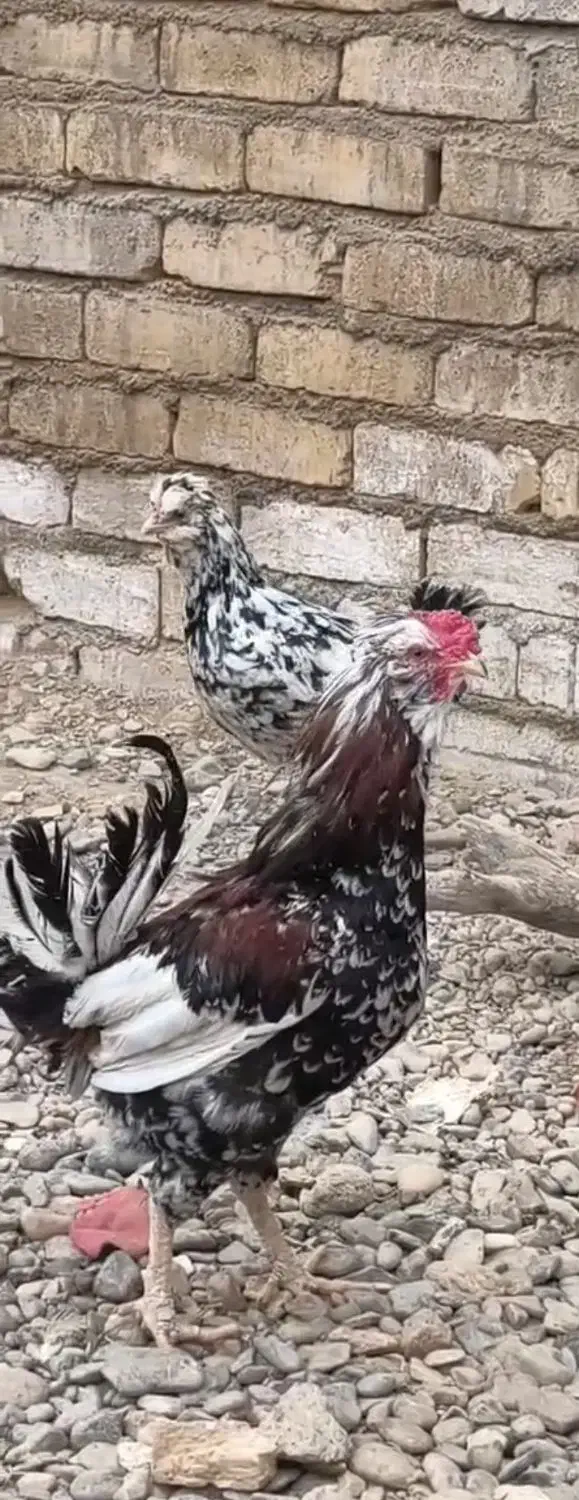 خروس گلین|حیوانات مزرعه|قم, وادی السلام|دیوار