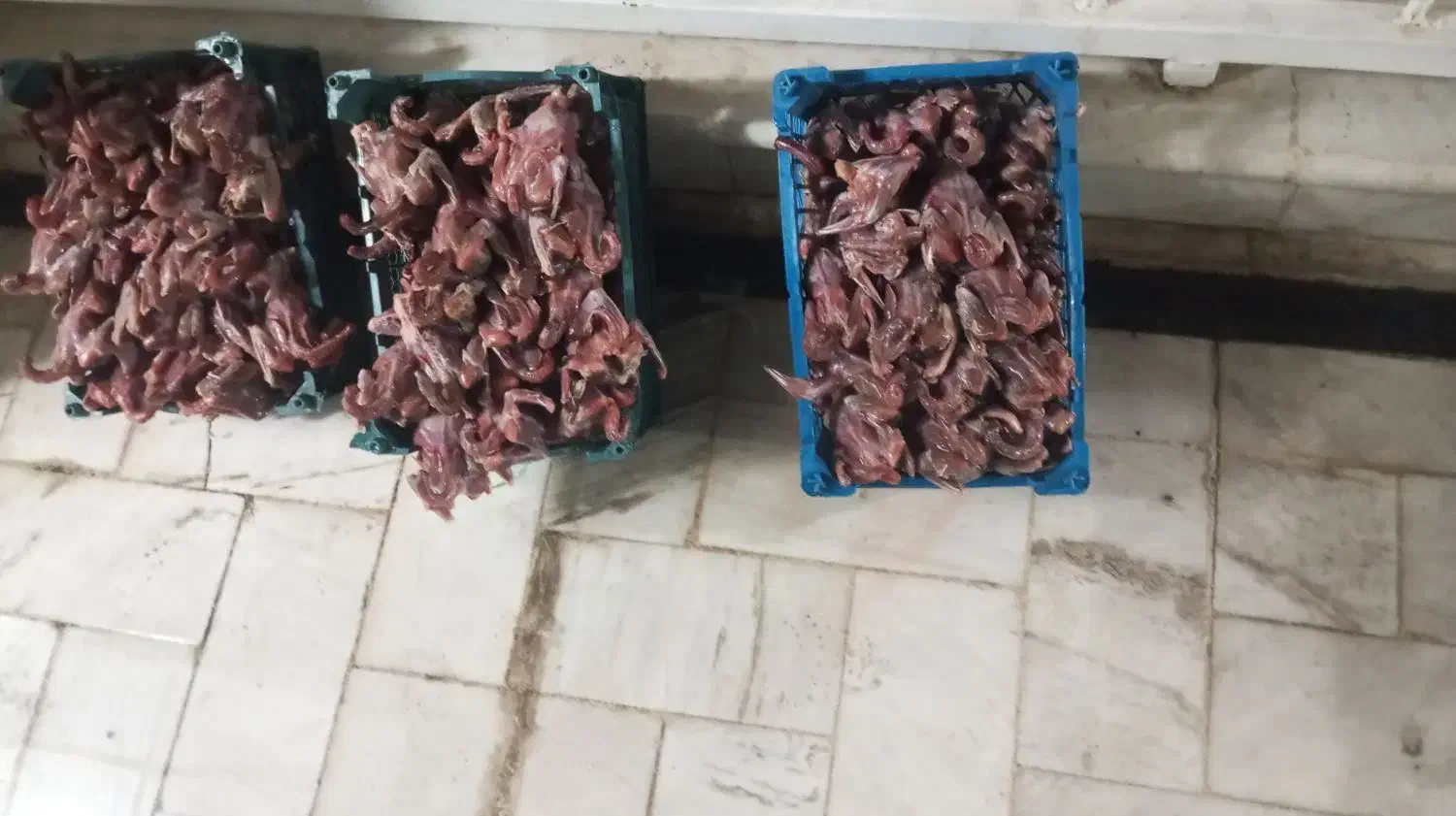 کبوتر  کشتی|خوردنی و آشامیدنی|قم, آزادگان|دیوار