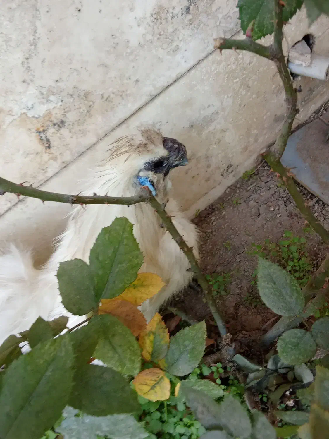 خروس ابریشمی پنج انگشت گوشواره آبی|حیوانات مزرعه|ری, دولتآباد|دیوار