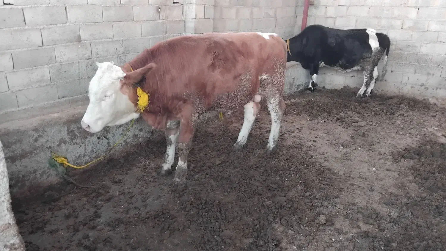 جوانه برای داشتی|حیوانات مزرعه|گنبد کاووس, |دیوار