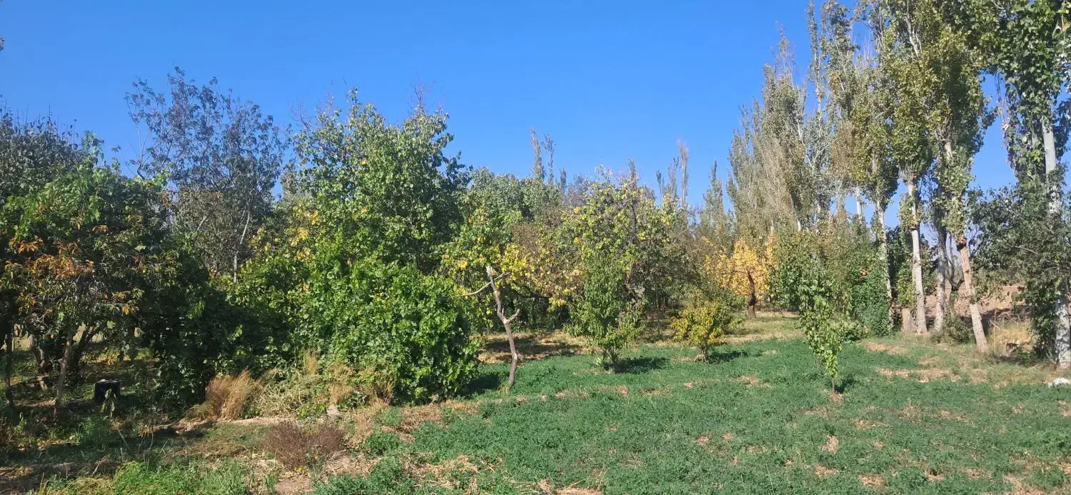 زمین باغ زرد الو و الوچه|فروش زمین و ملک کلنگی|کشکسرای, |دیوار