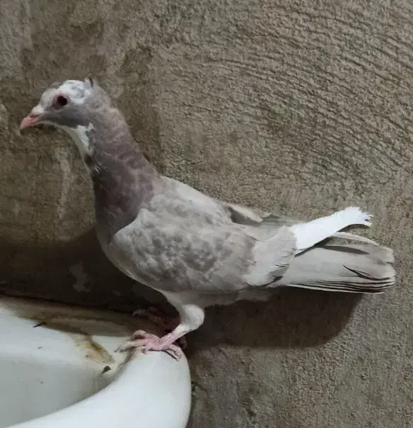 دو عدد کبوتر فروشی|پرنده|زرند, |دیوار