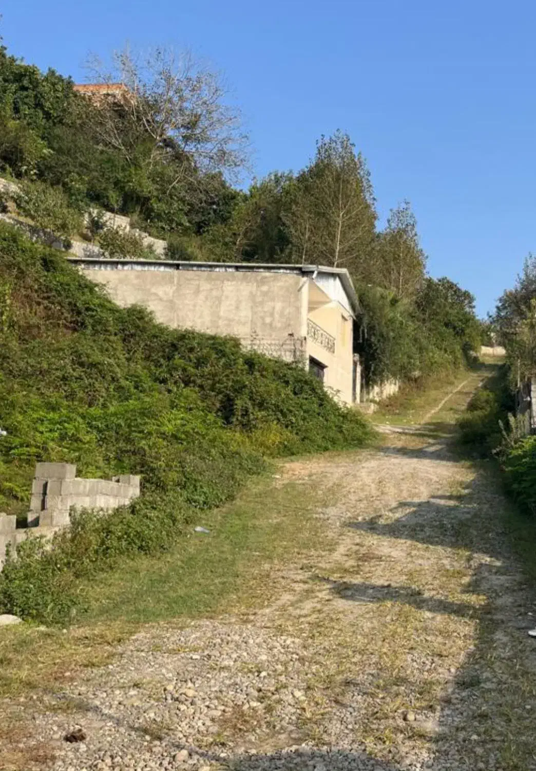 فروش زمین جنگلی در لفور|فروش زمین و ملک کلنگی|آلاشت, |دیوار