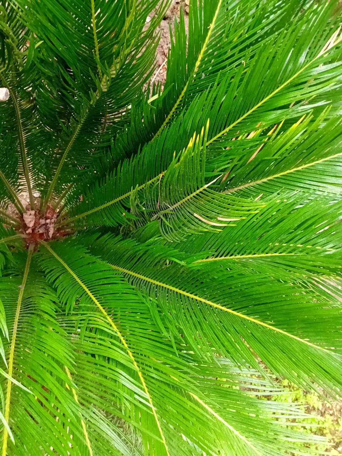 گل سیکاس|گل و گیاه طبیعی|کلاچای, |دیوار