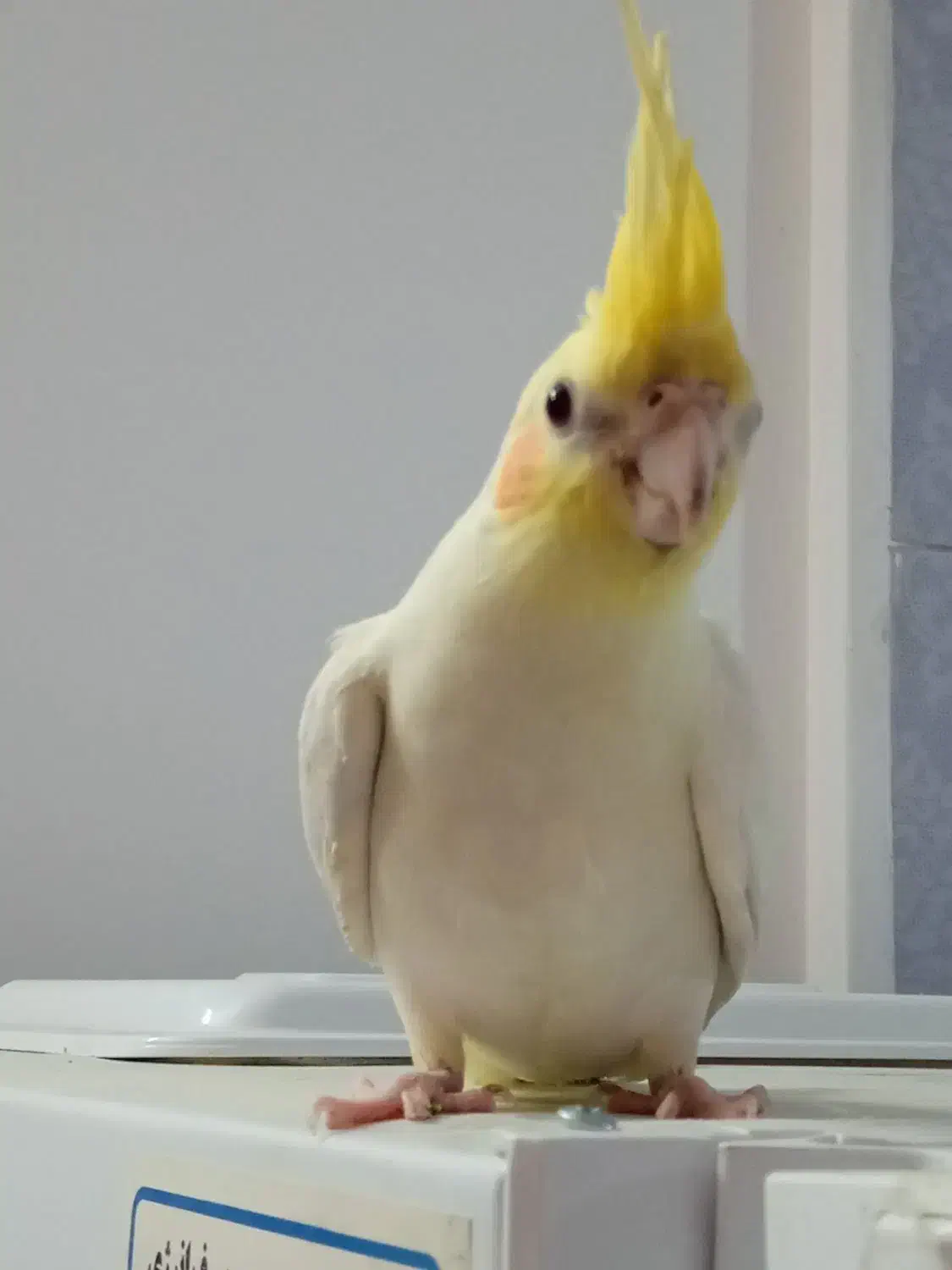 عروس هلندی|پرنده|قم, صفاشهر|دیوار