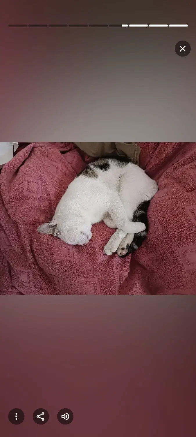 گربه گمشده|گربه|یاسوج, |دیوار