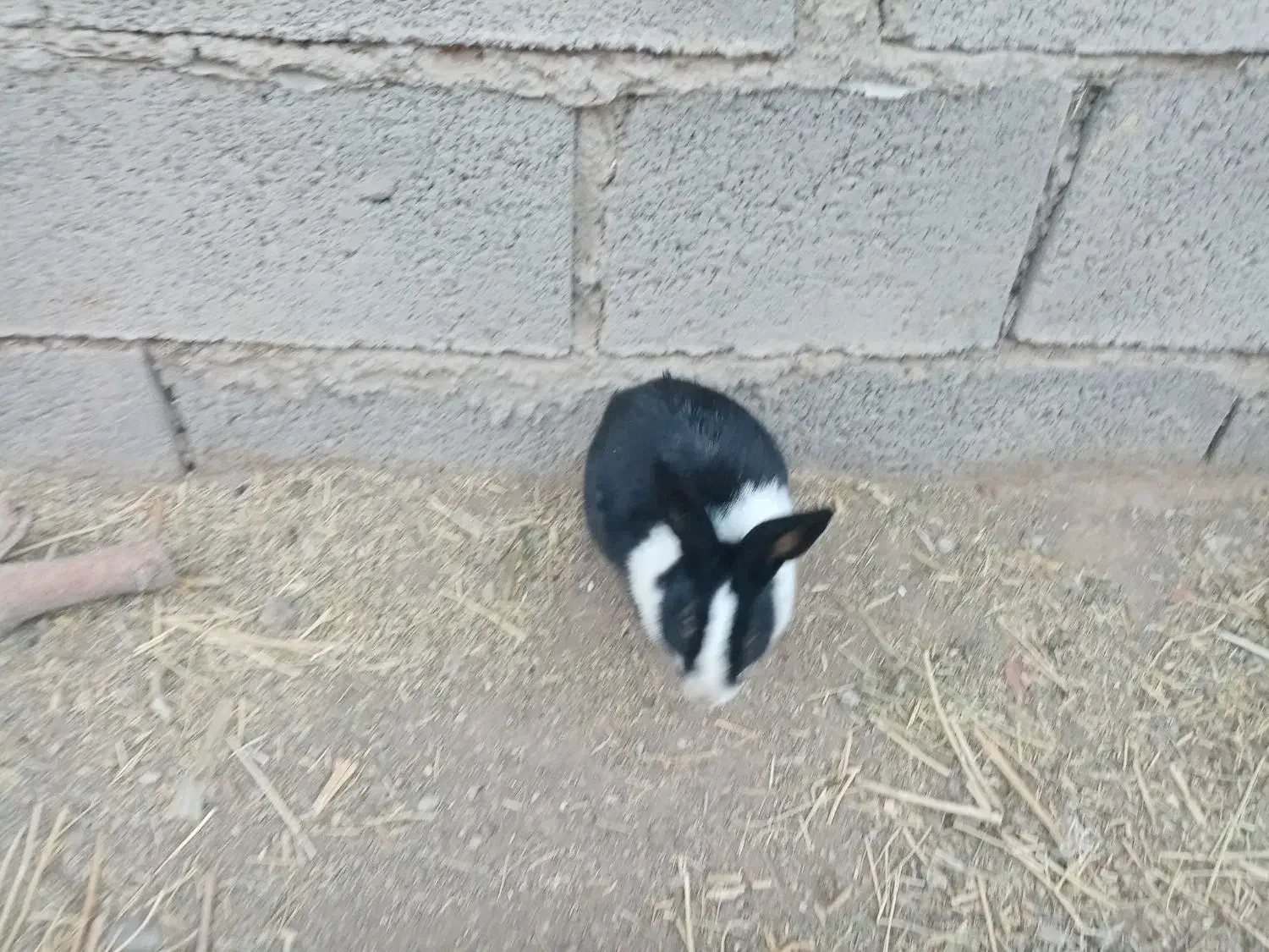 خرگوش نر|موش و خرگوش|تربت‌حیدریه, پائین ولایت|دیوار