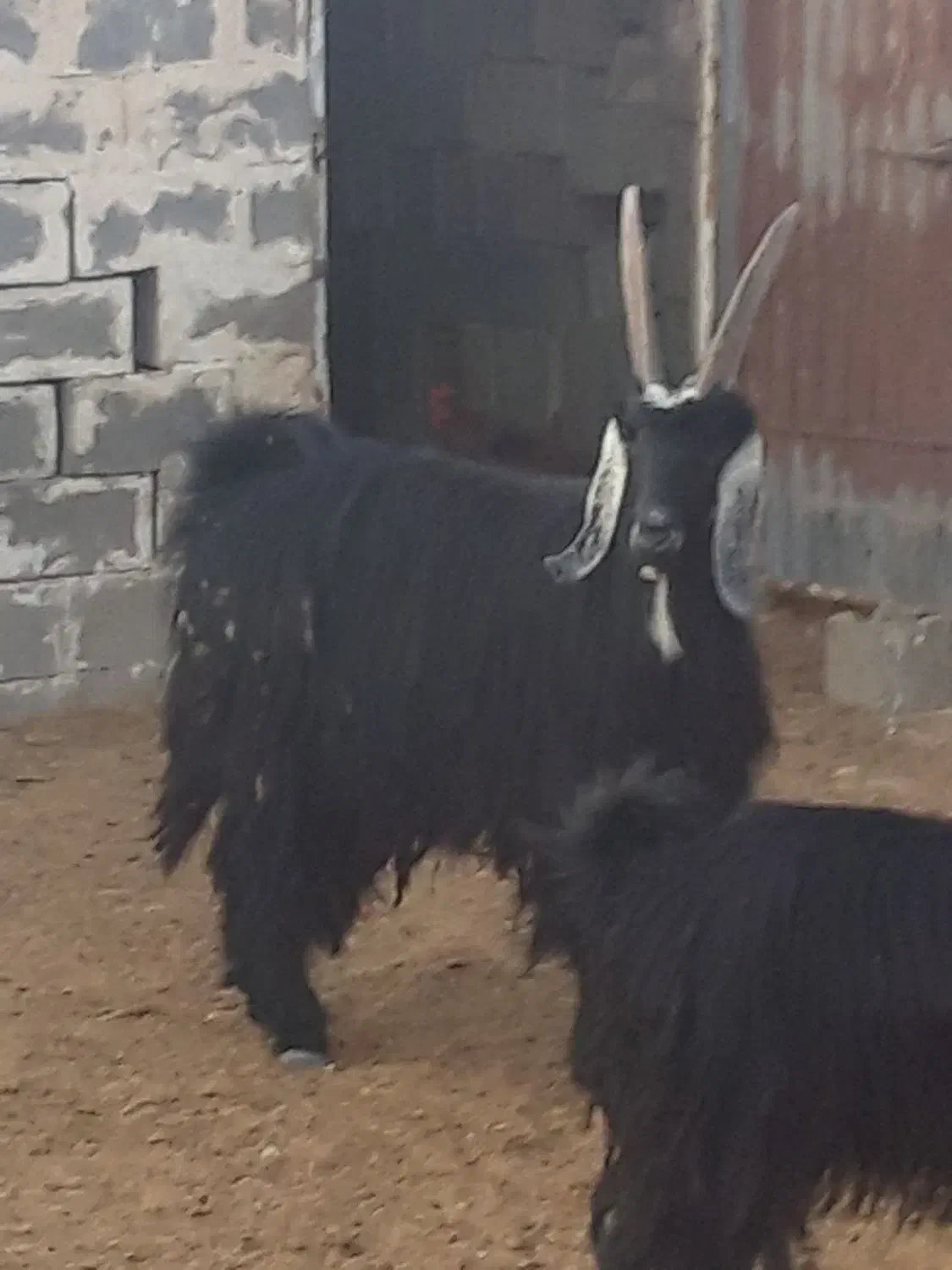 فروش چبیش نر تخمی|حیوانات مزرعه|پاسارگاد, |دیوار