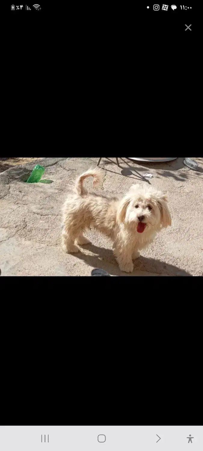 سگ پاور بازیگوش/حرف گوش کن|سگ|چرام, |دیوار