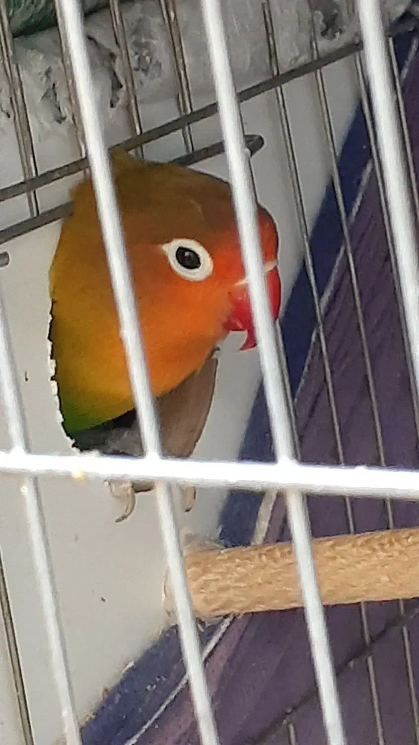 گمشده جفت طوطی برزیلی فیشر|حیوانات|کرمان, |دیوار