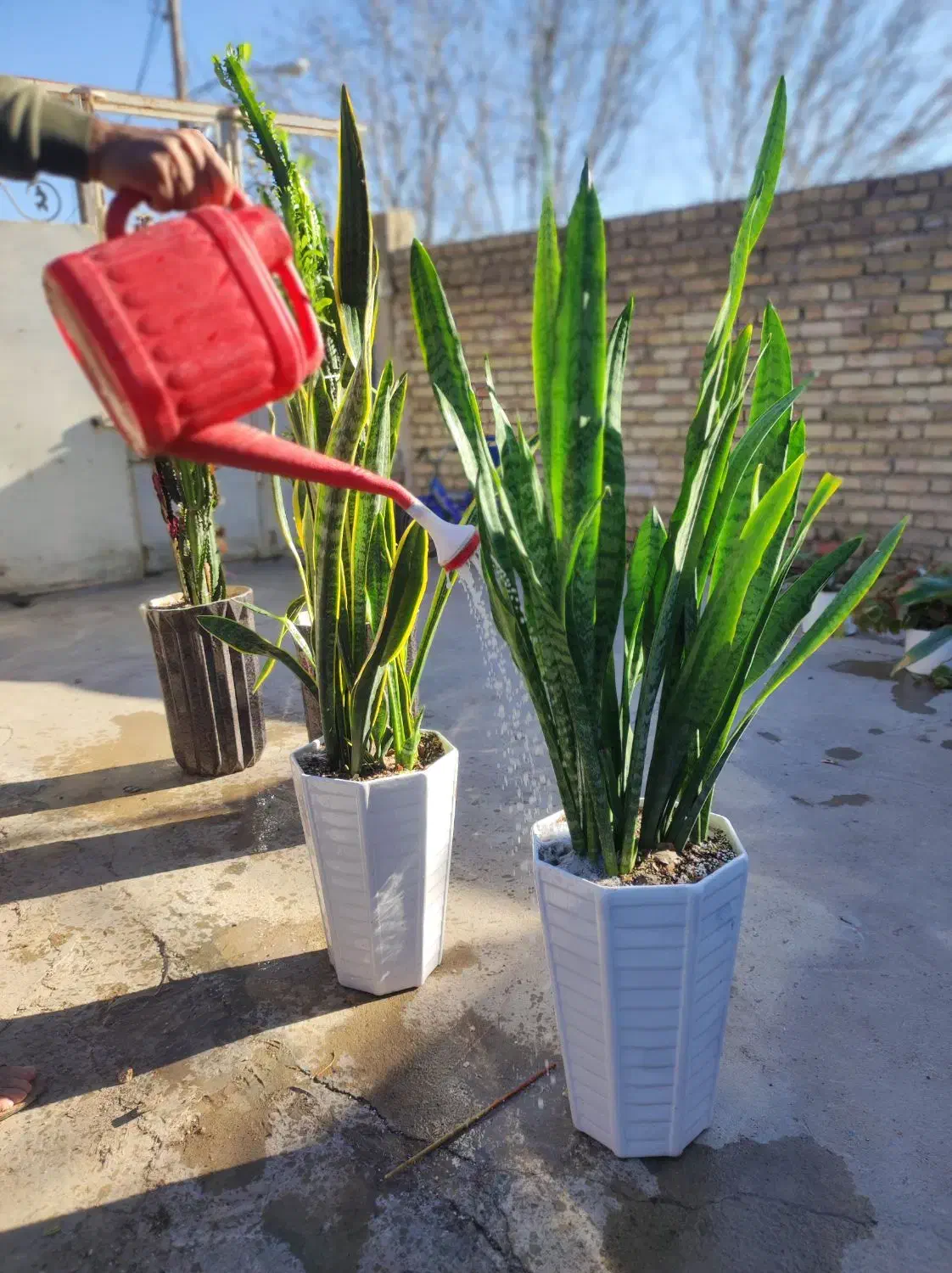 گل های زینتی و آپارتمانی|گل و گیاه طبیعی|لردگان, |دیوار