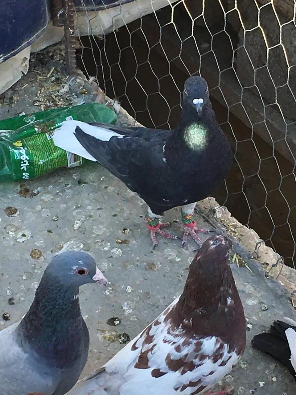 پرنده|پرنده|زاهدان, |دیوار