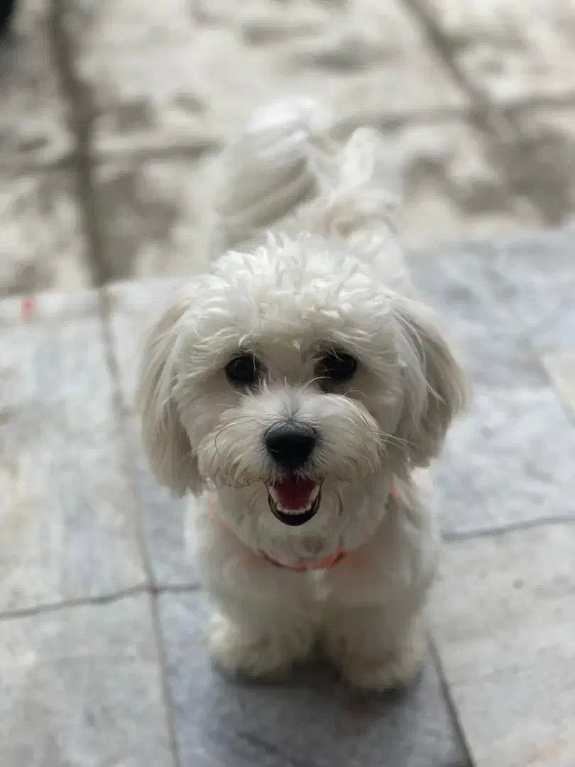 مالتیز آپارتمانی|سگ|خرم‌آباد, |دیوار