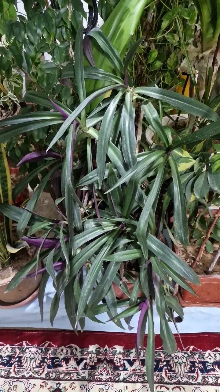 گلهای خانگی|گل و گیاه طبیعی|خمینی‌شهر, |دیوار