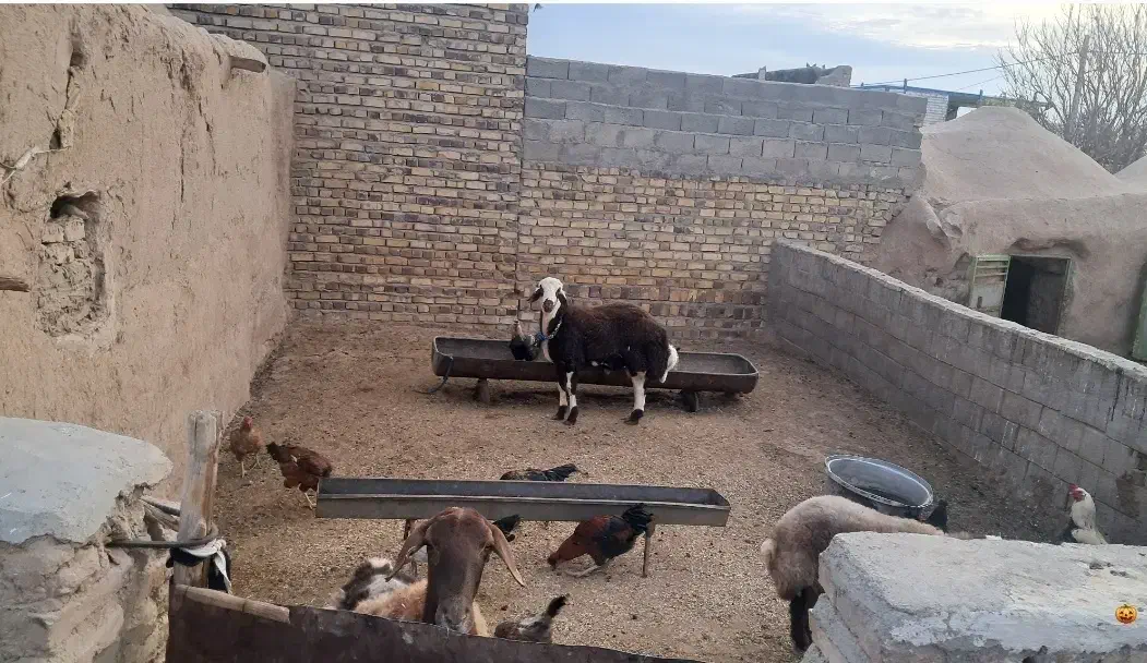 بره قوچی بروجردی|حیوانات مزرعه|تربت جام, میان جام|دیوار