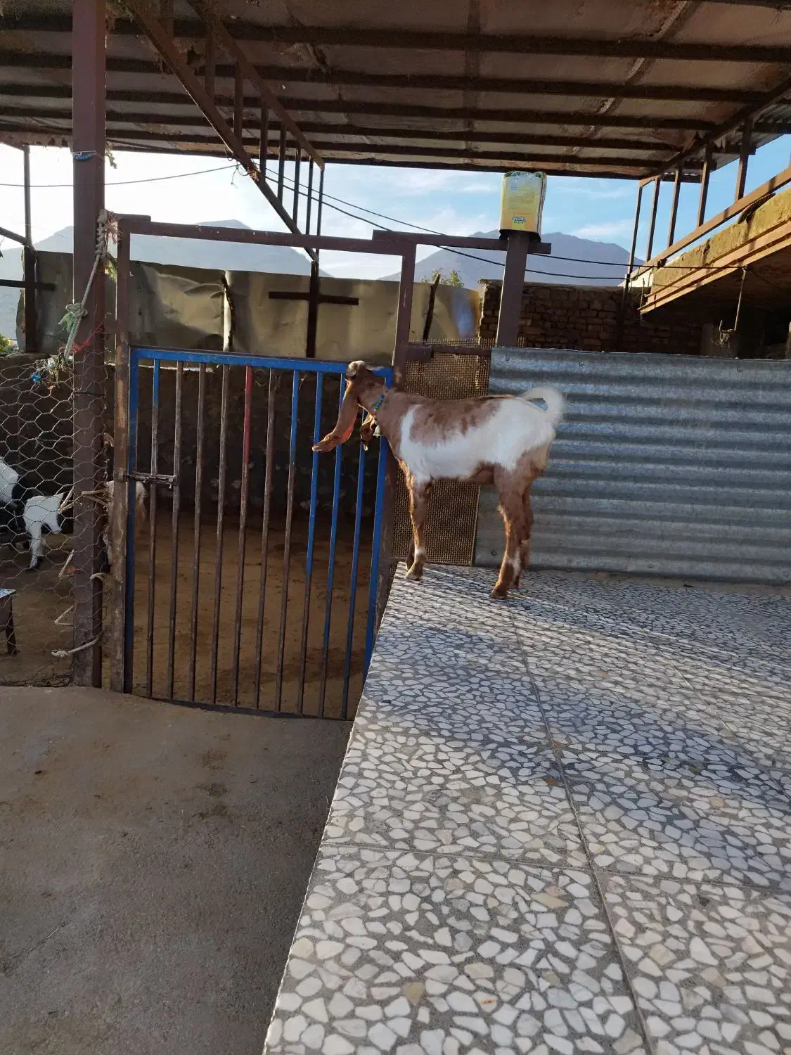 بزغاله پاکستانی اصلا جنس|حیوانات مزرعه|بیرانوند, |دیوار