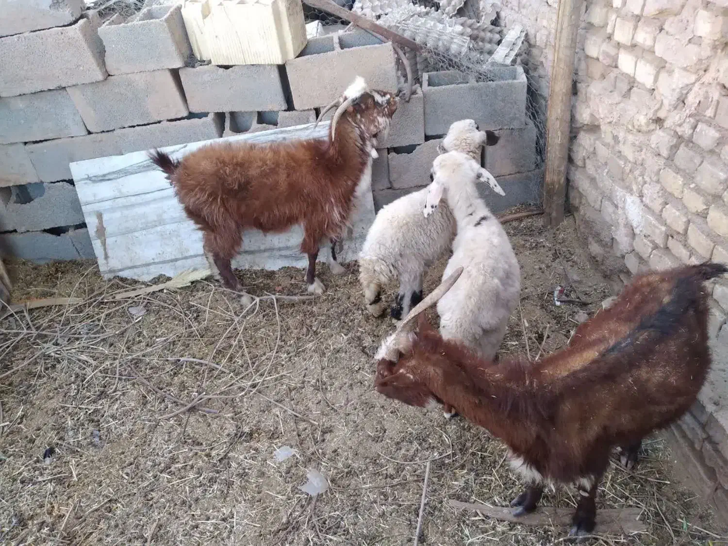 بره و بز|حیوانات مزرعه|حمیدیا, |دیوار