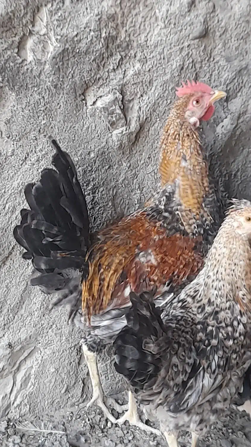 مرغ خروس|حیوانات مزرعه|گله دار, |دیوار