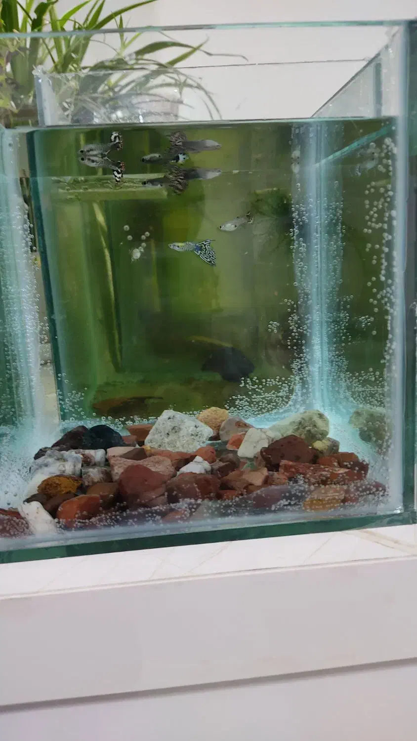 اکفاریوم ماهی گوپی|ماهی|پاکدشت, پاکدشت (مامازند)|دیوار