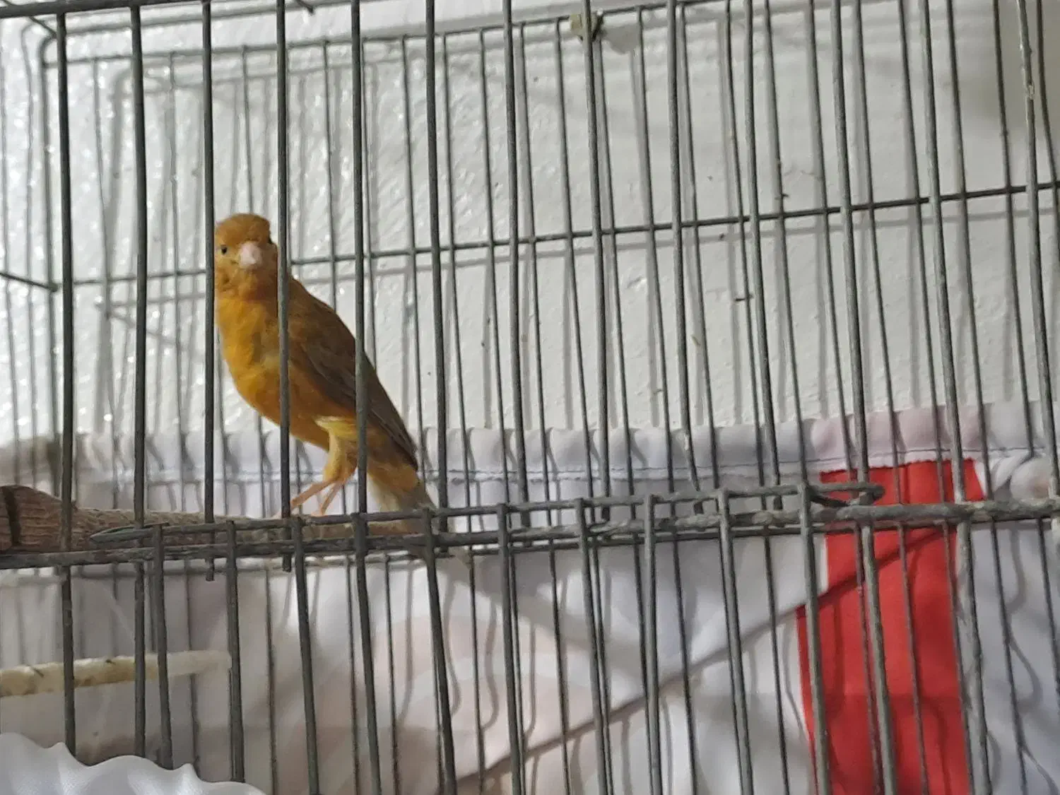 قناری سوخته|پرنده|امیدیه, |دیوار