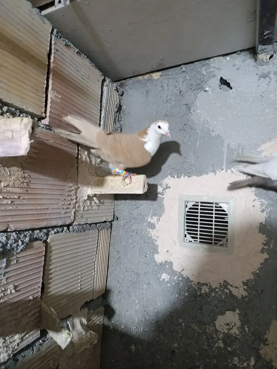 کفتر پرشی کلاغ زرد|پرنده|مشهد, امیرآباد|دیوار