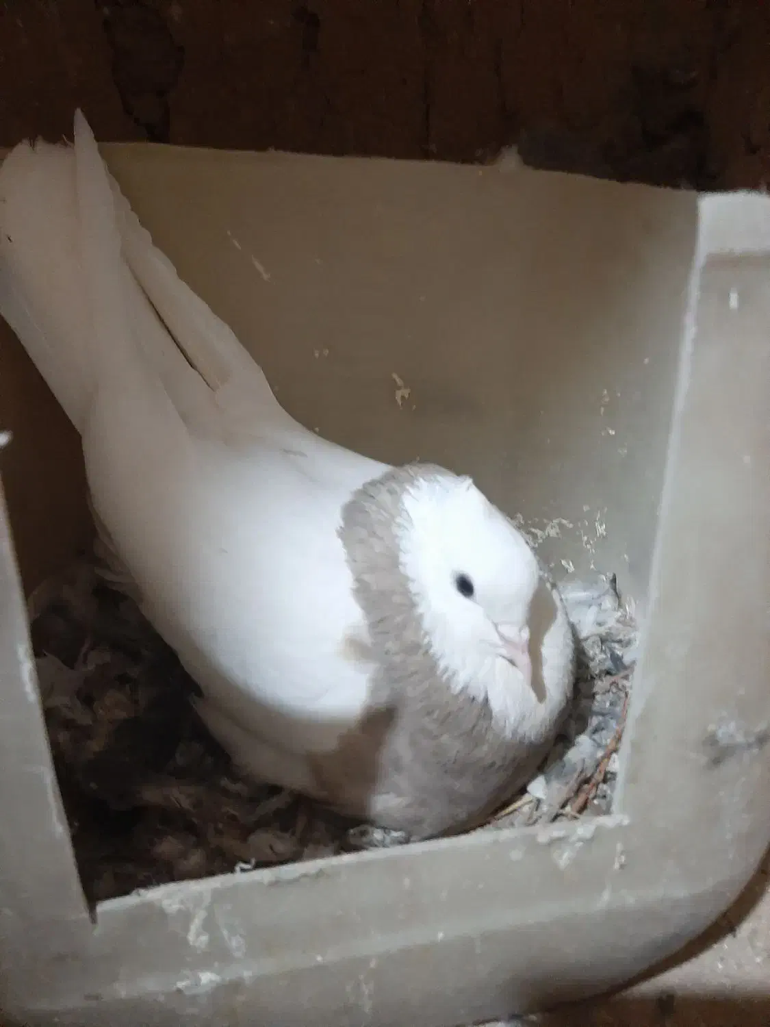 طوقی|پرنده|بیرجند, |دیوار