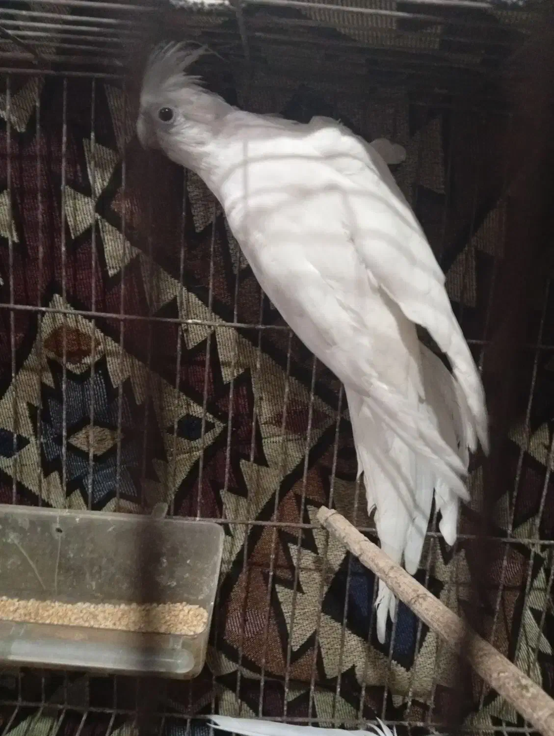 عروس هلندی البینو مولد|پرنده|کلاله, |دیوار