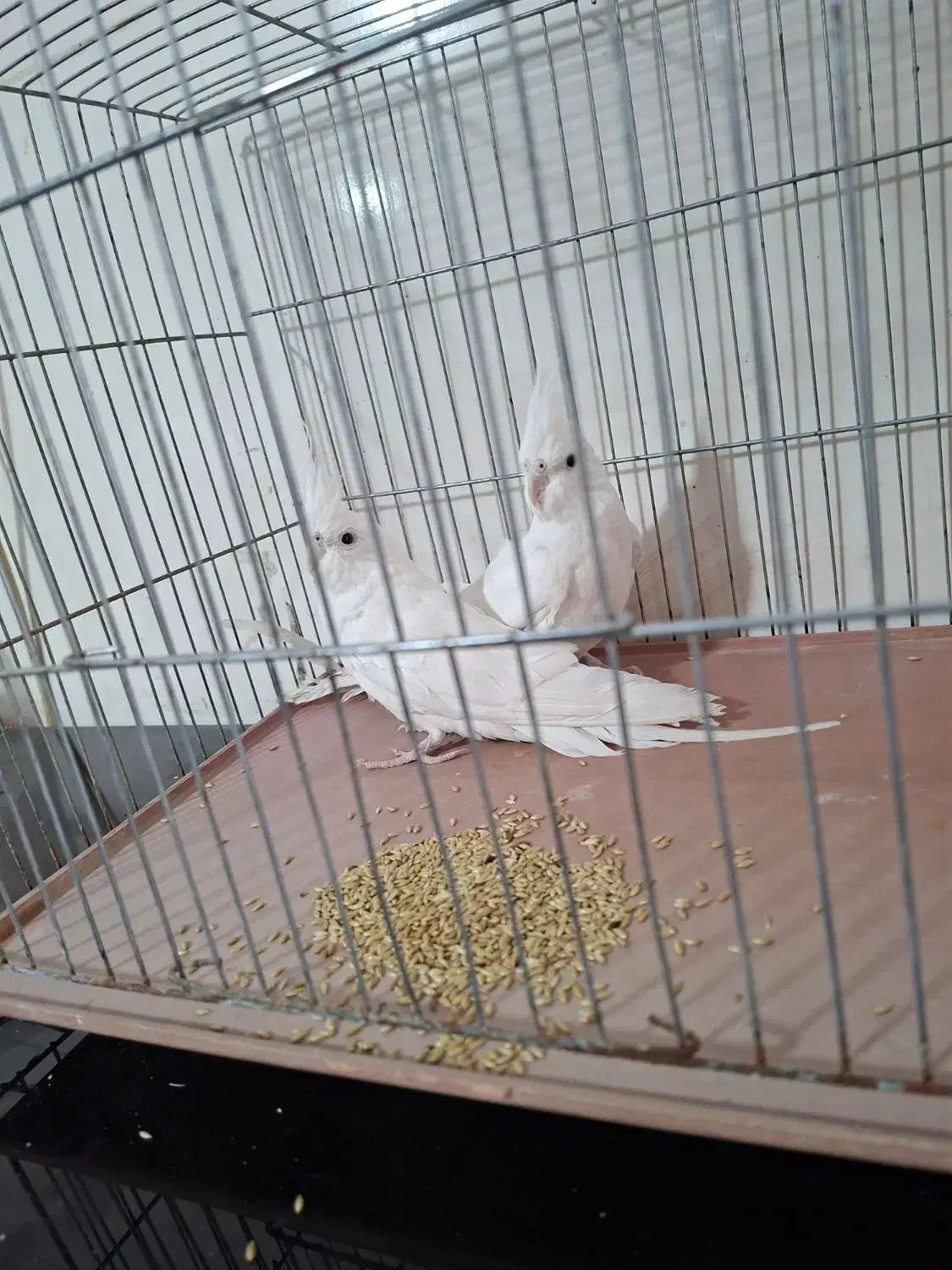 عروس هلندی البینو جفت چشم شرابی|پرنده|زرقان, |دیوار