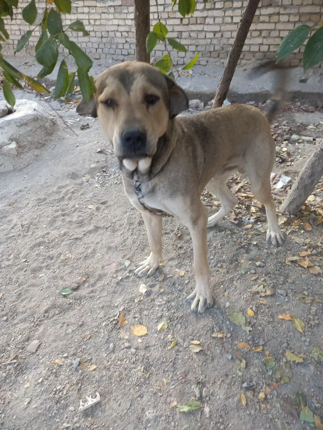 سگ پژدر یک سال|سگ|ملایر, |دیوار