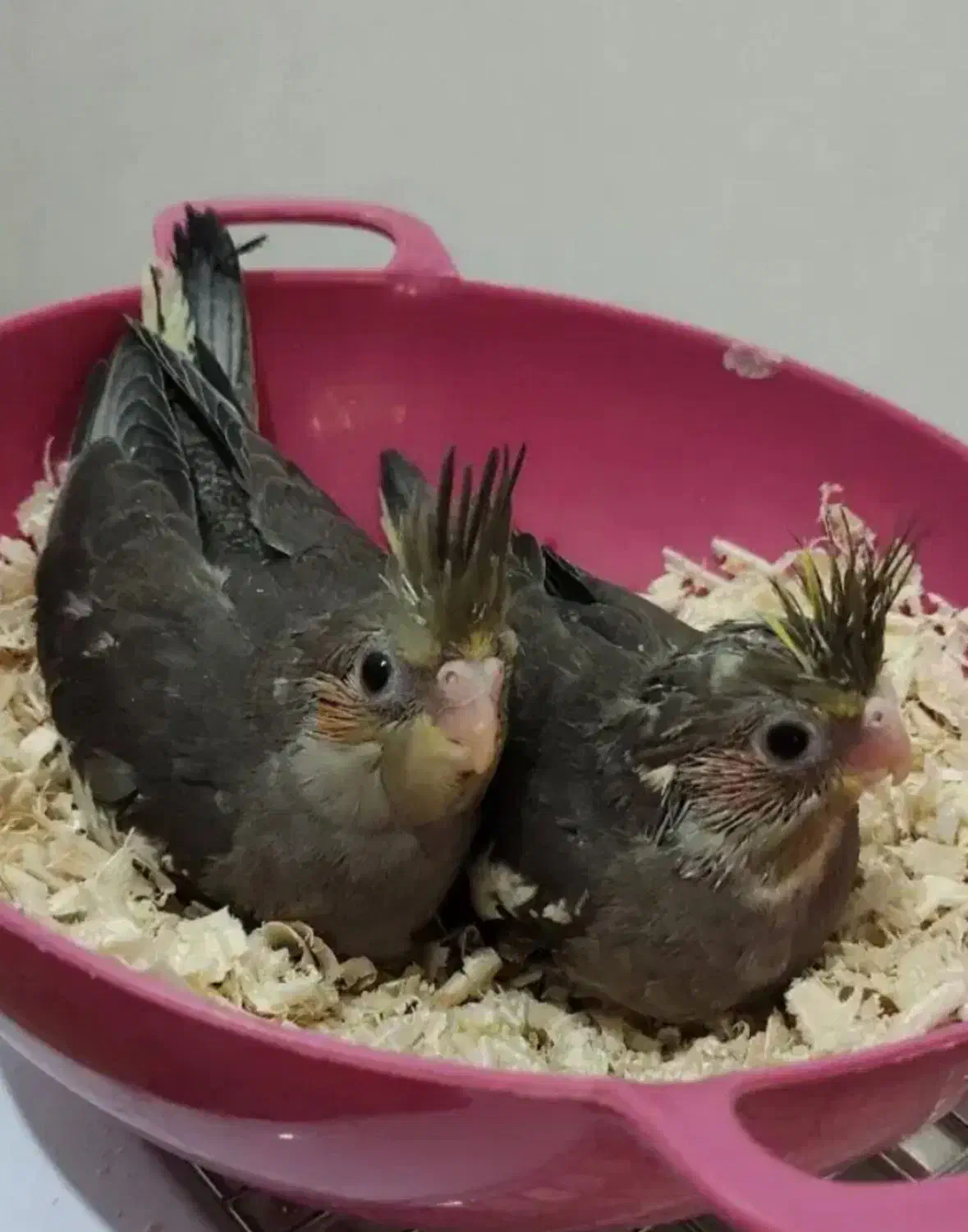 جوجه عروس هلندی سرلاکی از۱روزتا۴۵روزدررنگای مختلف|پرنده|آبیک, |دیوار