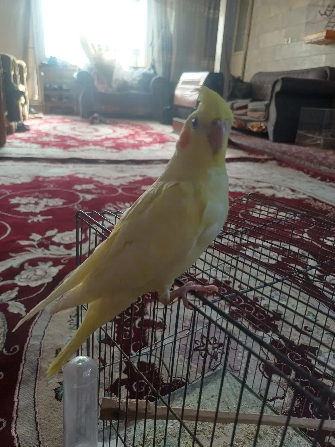 جوجه عروس هلندی|پرنده|مشهد, کارگران|دیوار