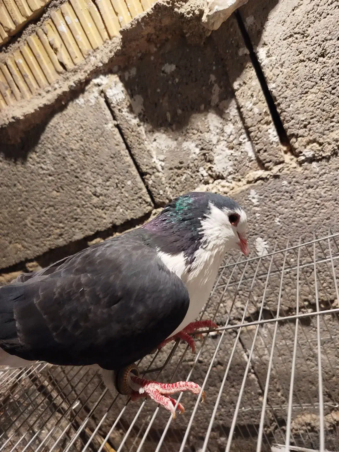 کبوتر|پرنده|خورموج, |دیوار