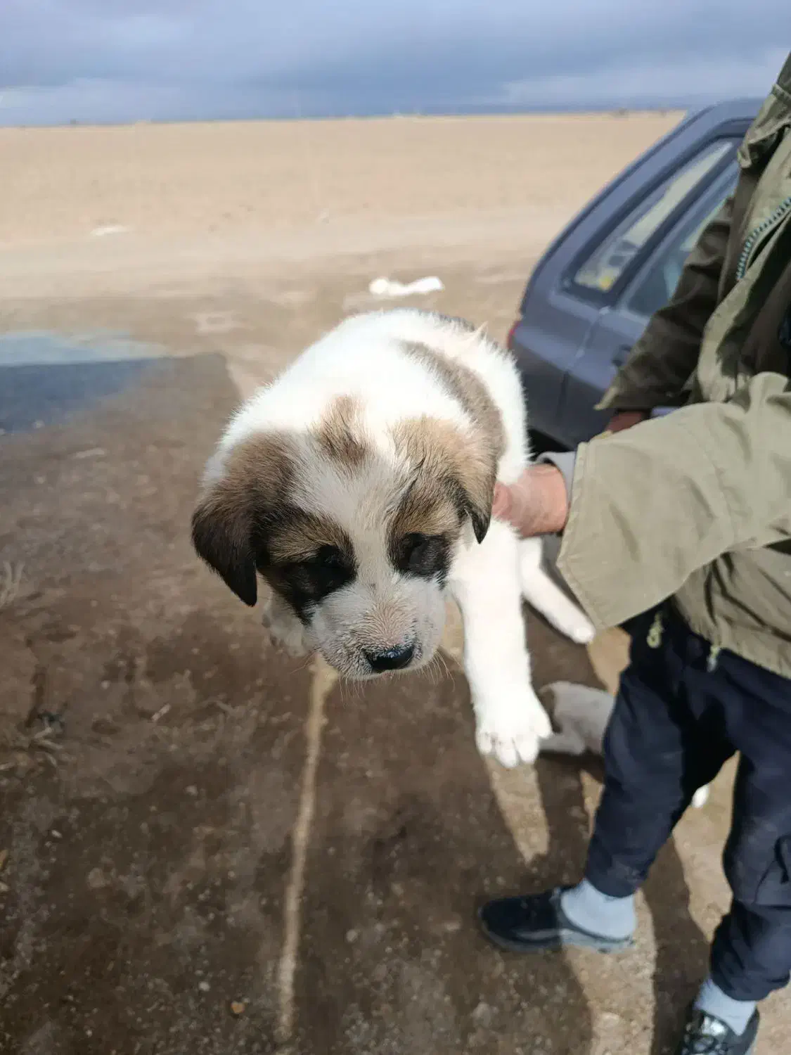 سگ نر|سگ|ساروق, |دیوار