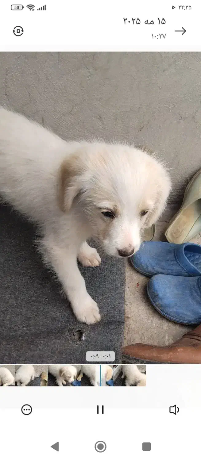 حیوان خانگی واکسن زده|سگ|ماکو, |دیوار