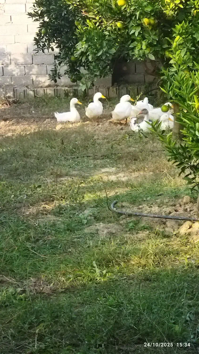 فروش اردک محلی (مگ مگی)|حیوانات مزرعه|فرح آباد, |دیوار