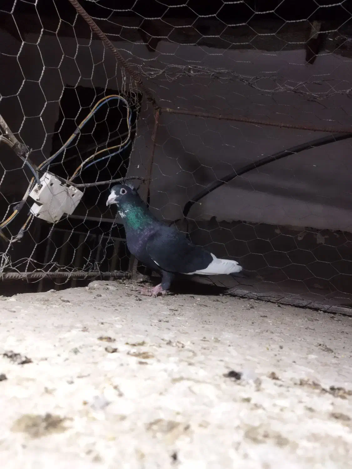 نر پلنگ|پرنده|کرمان, |دیوار