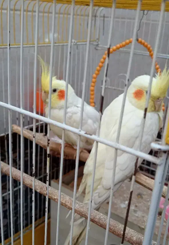 عروس پاریس در حمیدیه|پرنده|حمیدیه, |دیوار