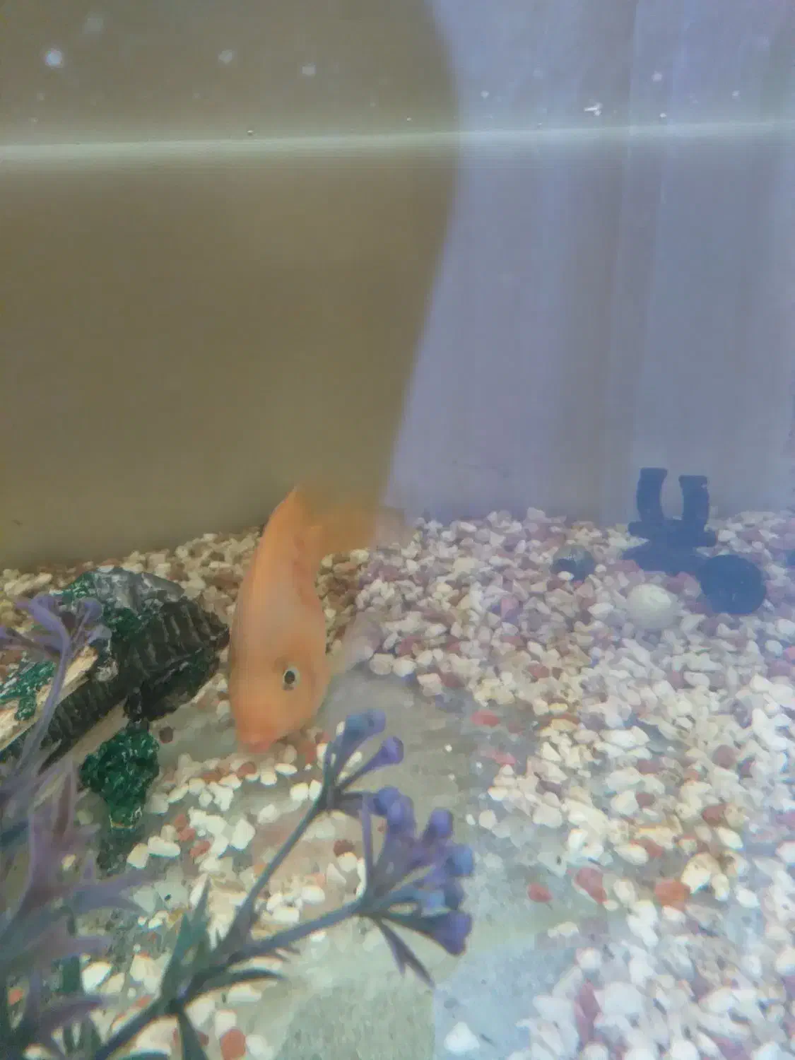 ماهی پرت و لجن خوار|ماهی|شاهرود, |دیوار