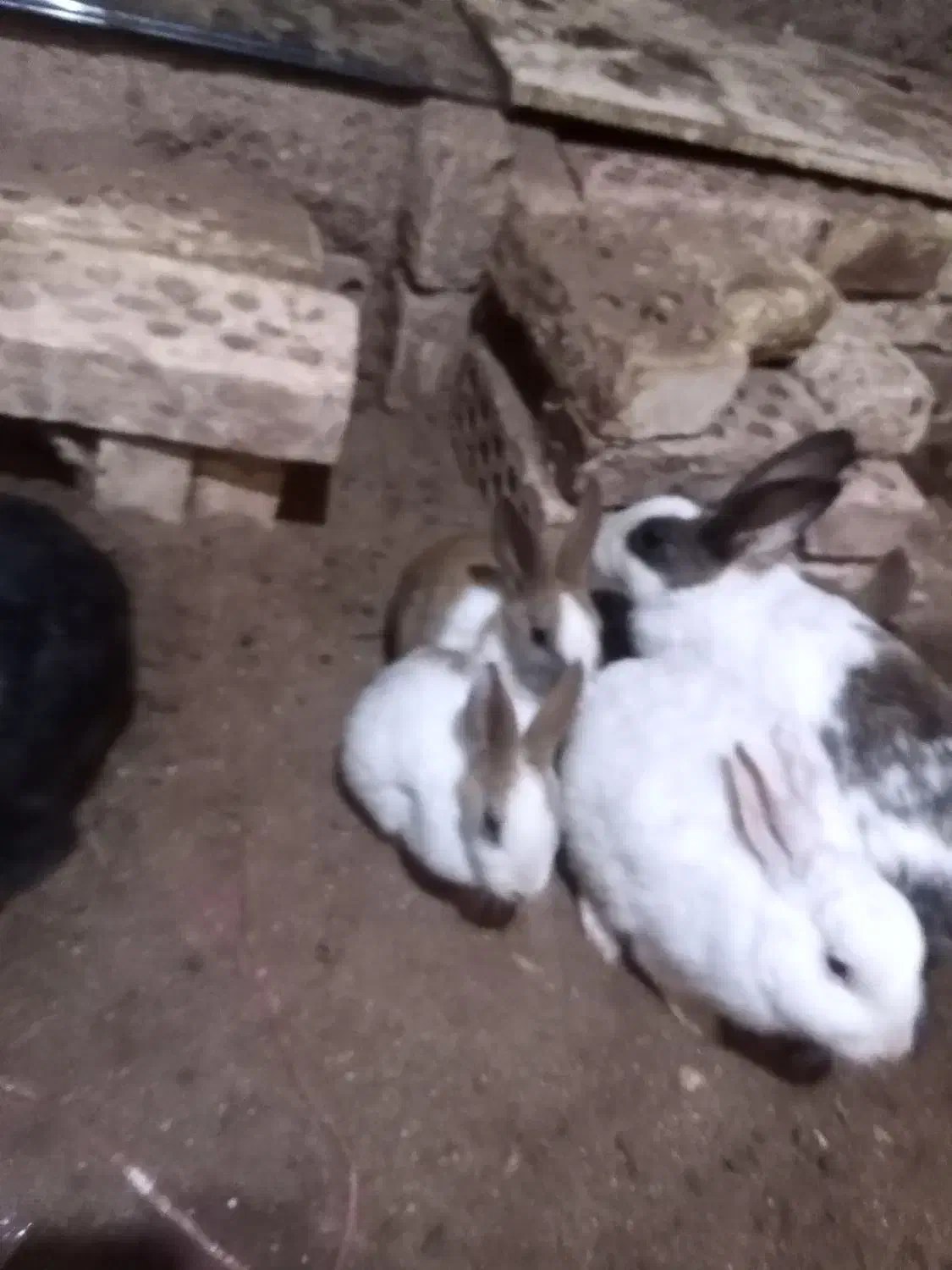 خرگوش|موش و خرگوش|تربت جام, باغ سنگان سفلی|دیوار