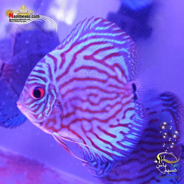 ماهی دیسکس|ماهی|مشهد, حیدرآباد|دیوار