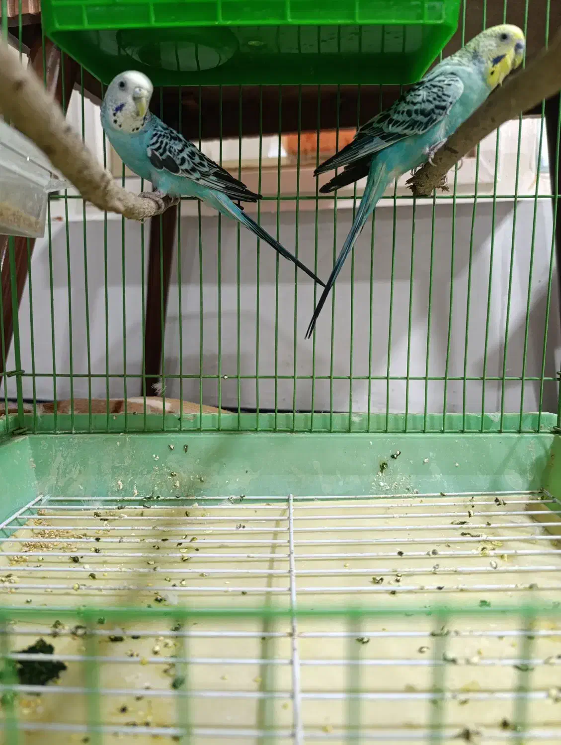 مرغ عشق|پرنده|برازجان, |دیوار