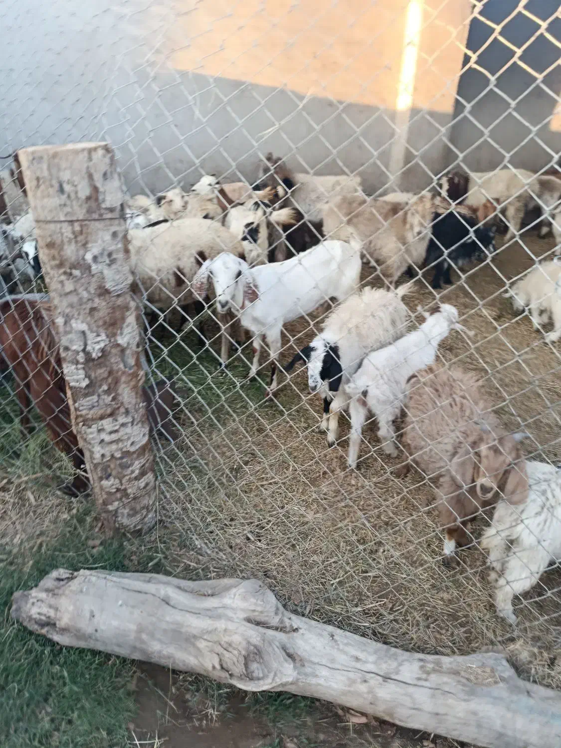 فروش گوسفند|حیوانات مزرعه|بیکاه, |دیوار